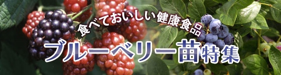 �u���[�x���[�c���W