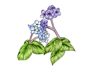 ヘリオトロープ