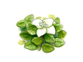 へリクリサム ぺティオラレ