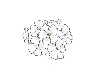 フロックス ドラモンディー