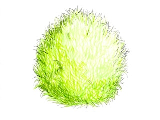 コキア