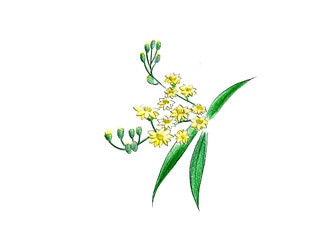 ソリダスター