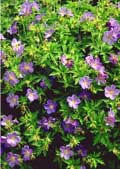 中くらいの高さの植物