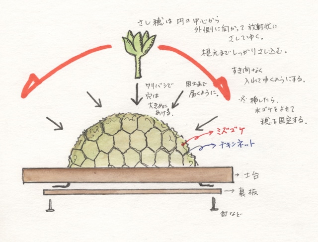 第13回 多肉植物ってカワイイ 普通の植物と違うその魅力 Gardening Life 菜園 ガーデン倶楽部