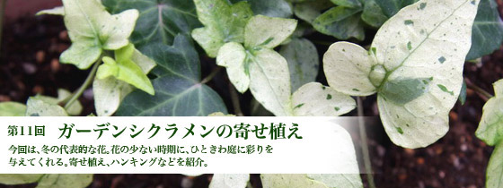 第11回 ガーデンシクラメンの寄せ植え ベストガーデンプラン集 菜園 ガーデン倶楽部