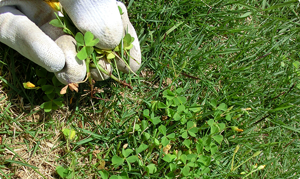 除草剤選び Com 芝生用除草剤 コケ駆除剤を探す 芝生の中に生えた雑草を枯らしたい コメリドットコム