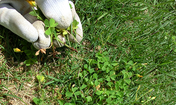 コメリドットコム 除草剤 Com 芝 コケ用から探す 芝生の中に生えた雑草を枯らしたい