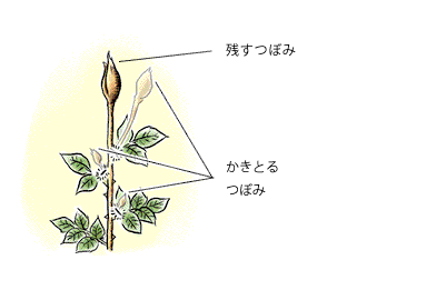 バラの育て方 春のお手入れ Howto情報 ホームセンター