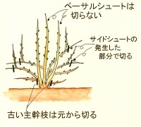 バラの育て方 夏のお手入れ Howto情報