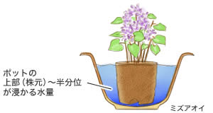 水生植物の育て方 Howto情報 ホームセンター