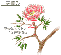 ボタンの育て方 Howto情報 ホームセンター