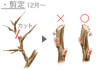 ボタンの育て方 Howto情報 ホームセンター