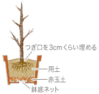 サクラの育て方 Howto情報