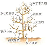 ハナミズキの育て方 Howto情報 ホームセンター