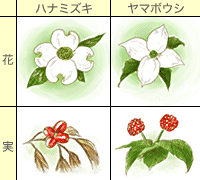 ハナミズキの育て方 Howto情報 ホームセンター