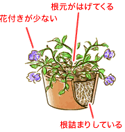 ペチュニア 梅雨どきの管理 Howto情報 ホームセンター