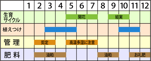 オリーブの育て方 Howto情報 ホームセンター