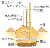 庭木 果樹の基本 Howto情報