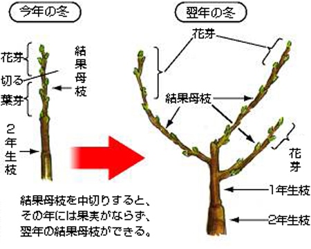 カキの育て方 Howto情報