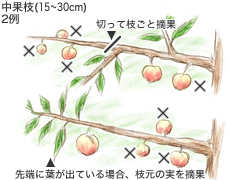 モモの育て方 Howto情報