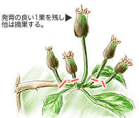 リンゴの育て方 Howto情報