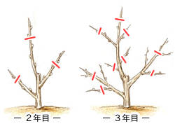 スモモの育て方 Howto情報