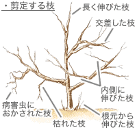 育て 木 梅 方 の 梅の木の育て方・栽培方法のコツ【庭木としての管理方法も紹介】