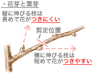 ウメの育て方 Howto情報