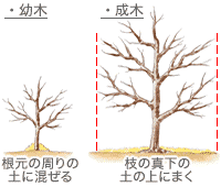 ウメの育て方 Howto情報