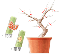 ウメの育て方 Howto情報