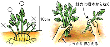 ジャガイモの作り方 Howto情報