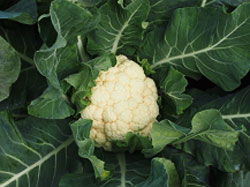 カリフラワーの作り方 Howto情報