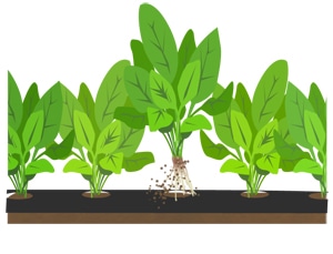 ほうれん草の育て方 Howto情報 ほうれん草の育て方 Howto情報
