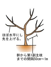 ミカンの育て方 Howto情報