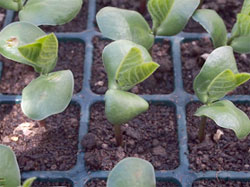 枝豆の育て方 Howto情報