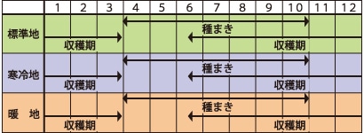 パセリの育て方 Howto情報 ホームセンター