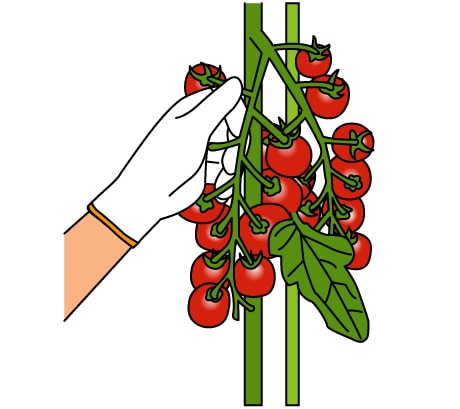 ミニトマトの育て方 Howto情報 ホームセンター