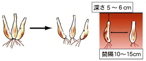 ラッキョウの育て方 Howto情報