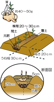 生姜の育て方 Howto情報