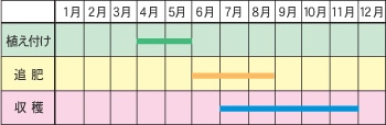 生姜の育て方 Howto情報