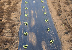 だいこんの育て方 Howto情報 ホームセンター