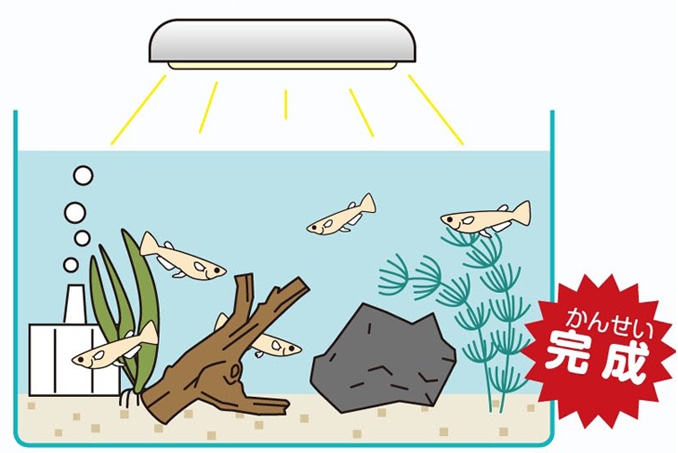 方 飼い メダカ の メダカの飼育水～メダカにとって良い水、強い水とは?～