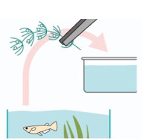 メダカ の 飼い 方