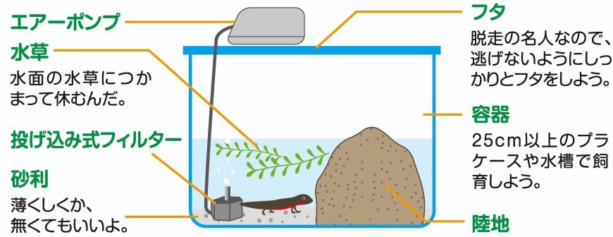Howto情報 みんなの人気者 イモリ を飼おう ホームセンター