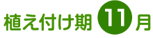 植え付け期 11月