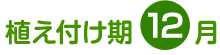 植え付け期 12月