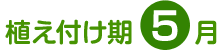 植え付け期 5月