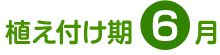 植え付け期 6月