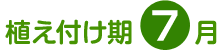 植え付け期 7月