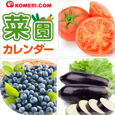 菜園カレンダー 名前 植え付け期 収穫期 から栽培できる野菜 果物を検索しよう コメリ